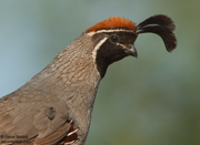 QUAIL, GROUSE, DOVES, AND ROADRUNNER